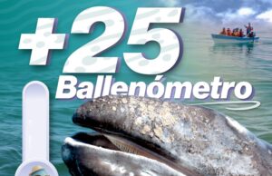Puerto Chale registra más de 25 avistamientos de ballena gris