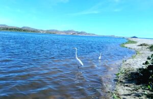 Arranca 2026 con jornadas de extracción de plantas invasoras en el Estero de San José del Cabo