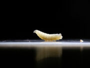 Tras detectar primer caso de gusano barrenador, el Edomex refuerza vigilancia