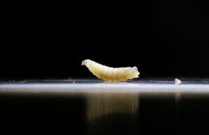 Tras detectar primer caso de gusano barrenador, el Edomex refuerza vigilancia