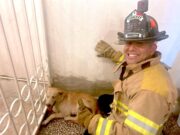 Bomberos de Cabo San Lucas atendió 444 emergencias durante enero 2026