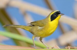 Continúa Los Cabos modelo de gestión ecológica y conservación de especies migratorias