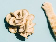 Descubren peligroso hongo transmitido de gatos a humanos