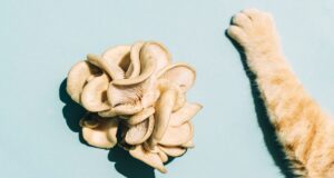 Descubren peligroso hongo transmitido de gatos a humanos