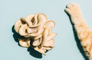 Descubren peligroso hongo transmitido de gatos a humanos