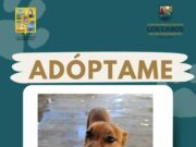 Promueve Gobierno de Los Cabos la adopción responsable de animales de compañía