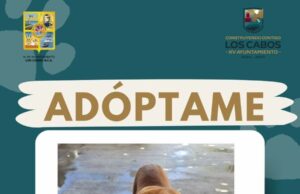 Promueve Gobierno de Los Cabos la adopción responsable de animales de compañía