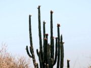 Último día para votar por Los Cabos en “Lo Mejor de México 2026”