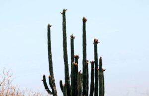 Último día para votar por Los Cabos en “Lo Mejor de México 2026”