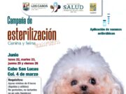 Instituto de Salud Municipal realiza jornada gratuita de esterilización canina y felina en Cabo San Lucas
