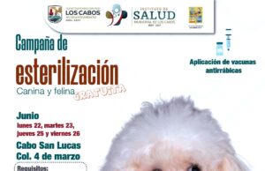 Instituto de Salud Municipal realiza jornada gratuita de esterilización canina y felina en Cabo San Lucas