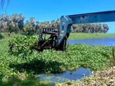 Mantiene Ayuntamiento de Los Cabos labores permanentes para la conservación del Estero de San José del Cabo