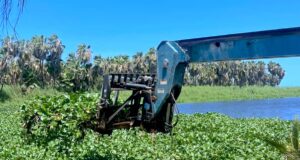 Mantiene Ayuntamiento de Los Cabos labores permanentes para la conservación del Estero de San José del Cabo