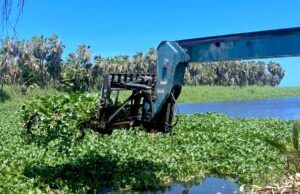 Mantiene Ayuntamiento de Los Cabos labores permanentes para la conservación del Estero de San José del Cabo
