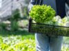 México investiga brote de ciclosporiasis vinculado a lechuga; analizan cadena de suministro