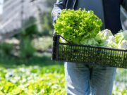 México investiga brote de ciclosporiasis vinculado a lechuga; analizan cadena de suministro