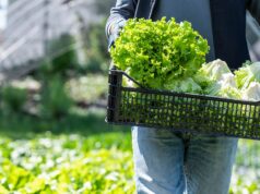 México investiga brote de ciclosporiasis vinculado a lechuga; analizan cadena de suministro
