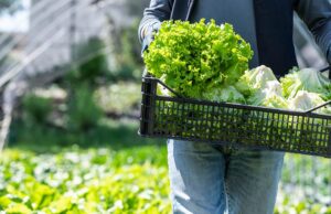 México investiga brote de ciclosporiasis vinculado a lechuga; analizan cadena de suministro