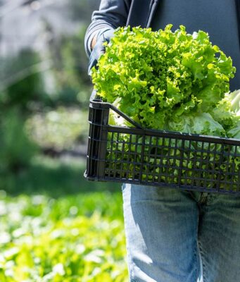 México investiga brote de ciclosporiasis vinculado a lechuga; analizan cadena de suministro