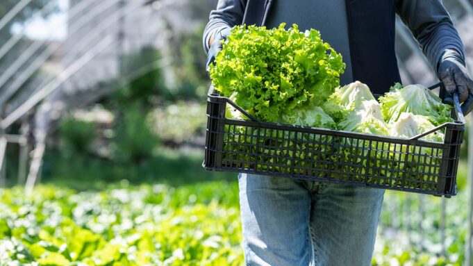 lechuga-getty-223045