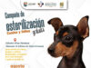 Anuncian campaña de esterilización gratuita para perros y gatos en San José del Cabo