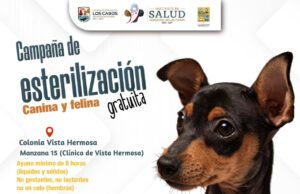 Anuncian campaña de esterilización gratuita para perros y gatos en San José del Cabo