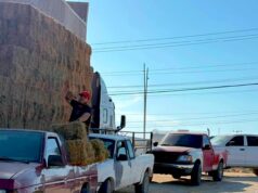 Entrega Ayuntamiento de Los Cabos alfalfa en apoyo a productores ganaderos de Cabo San Lucas