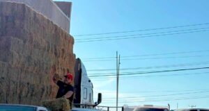 Entrega Ayuntamiento de Los Cabos alfalfa en apoyo a productores ganaderos de Cabo San Lucas