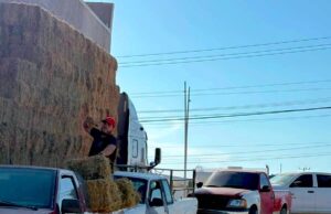 Entrega Ayuntamiento de Los Cabos alfalfa en apoyo a productores ganaderos de Cabo San Lucas