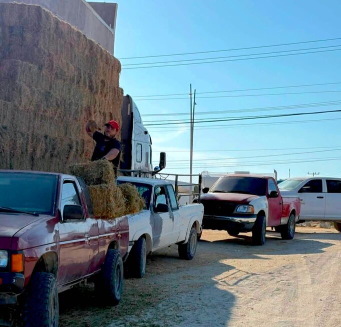 DESARROLLO RURAL ENTREGA ALFALFA GANADEROS CSL 2