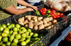 Acerca Gobierno de Los Cabos jornada social gratuita a familias de la colonia Cactus en Cabo San Lucas