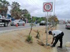 Tránsito Municipal instala señalización y rehabilita cruces peatonales en Los Cabos