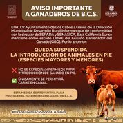 Suspenden ingreso de ganado en pie a Los Cabos para proteger estatus sanitario