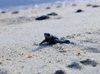 Llaman a proteger a tortugas marinas ante aumento de arribos en playas de Los Cabos