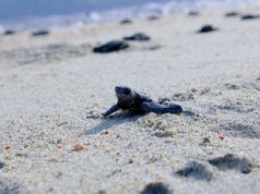 Llaman a proteger a tortugas marinas ante aumento de arribos en playas de Los Cabos