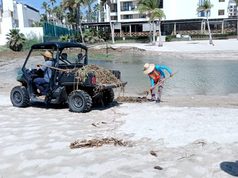 Mantiene Gobierno Municipal recuperación de playas afectadas por lirio acuático; retiran más de 150 toneladas en 15 días