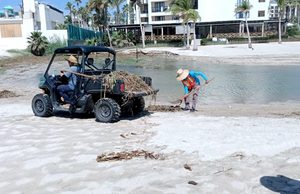 Mantiene Gobierno Municipal recuperación de playas afectadas por lirio acuático; retiran más de 150 toneladas en 15 días