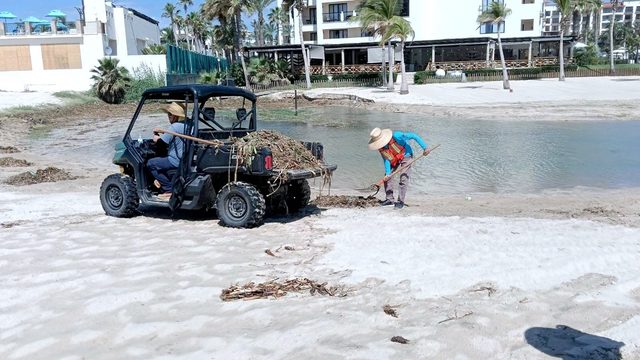 ZOFEMAT LOS CABOS RECUPERACIÓN PLAYAS LIRIO ACUÁTICO 4