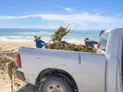 ZOFEMAT Los Cabos refuerza limpieza de playas con 120 elementos; superan 25 toneladas de lirio acuático retiradas